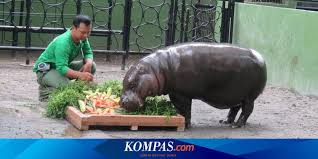 Ayah bunda, kegiatan mewarnai gambar bersama anak merupakan aktifitas yang menyenangkan, ya. Ultah Ke 32 Kuda Nil Kerdil Kbs Dihadiahi Makanan Istimewa