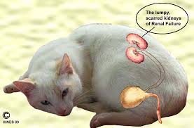 Kidney Disease In Cats Cat Diseases Kitten Care Cat Illnesses