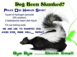 Get Skunk Smell Out Of Dog Skunk Smell Skunk Spray Skunk