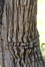 Image result for Pavetta hymenophylla