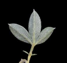 Image result for Lotononis bainesii