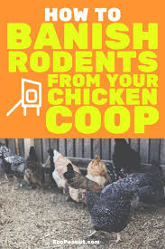 Rats In Chicken Coop 6 Ways To Banish Rodents From Your Chicken Coop For Good Chicken Coop Chickens Backyard Building A Chicken Coop