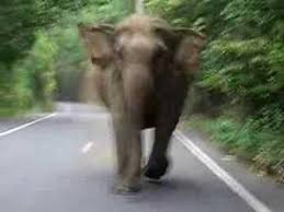 + bis zu 50% rabatt sichern. Elephant Attack In Khao Yai National Park Youtube