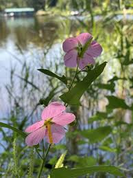 Image result for Kosteletzkya grantii