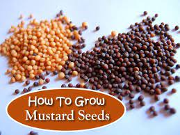 How To Grow Mustard For Seeds Mustard Mustard Seed Homegrown Food