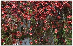 Image result for Bignonia capreolata