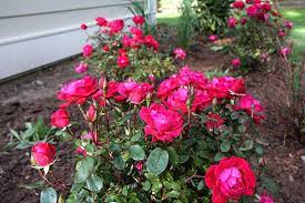 A skilled professional can guide you through the process of figuring out a style, deciding who will be using the yard, creating zones of activity, choosing materials and plants. Double Knockout Rose Buying Growing Guide Trees Com