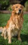 Dark golden retrievers | Natural History