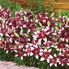 Bloom in early to mid summer. Push Off Carpet Border Lily Brecksbulbs Ca