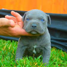 California, ca ,blue pitbull puppies, for sale, blue nose pit bulls. Pin On For Dogs