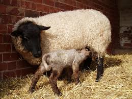 Lambs can be born breach, can be too large for the mother to lamb naturally without undue stress to her or the baby, may be too large to ever come out. Domestic Sheep Reproduction Wikipedia