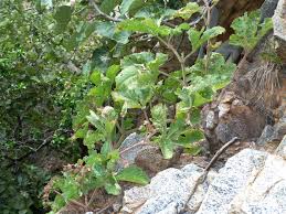 Image result for Cyphostemma glandulosissimum