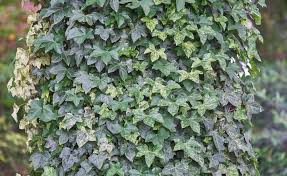 Die Besten Immergrunen Kletterpflanzen Kletterpflanzen Pflanzen Kletterpflanzen Immergrun