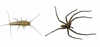 How do silverfish affect humans? Tips For Getting Rid Of Silverfish And Spiders Halton Wildlife Services