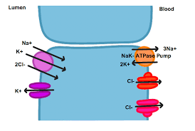 Image result for Loop Diuretic