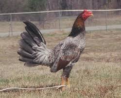 Selain 1001 tafsir mimpi ayam diatas di dalam erek erek 2d menyajikan juga kode alam ayam yang termuat diberbagai halaman. 26 Ide Ayam Peruvian Ayam Binatang Buas Binatang