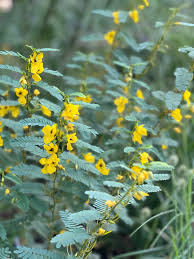 Image result for Chamaecrista