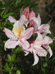 Western Azalea Rhododendron Occidentale Grown From Seed Collected In The Siskiyou Growing Seeds Plants Rhododendron