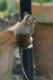 Can Mice Climb Walls All You Need To Know Pestkilled