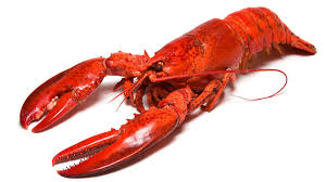 نتیجه جستجوی لغت [lobster] در گوگل