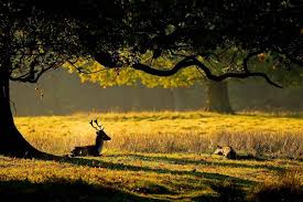 20 Beautiful Nature Whatsapp Dp For Download Cult Of Digital Hd cartoon boy whatsapp dp profile picture best of the awesome beautiful animated.