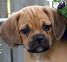 Puggle Puppies For Sale Legacy Kennels Puggle Puppies For Sale Puggle Puppies Puppies