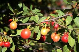 Image result for Diospyros lycioides