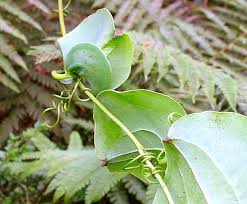 Image result for Smilax anceps