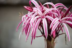 Image result for Crinum jagus