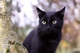 ⏩ simak nih daftar makanan dan minuman untuk kucing kampung berikut ini. 8 Fakta Menarik Kucing Hitam Membawa Keberuntungan