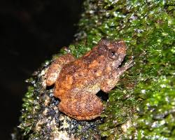 Rã-Noturna-de-Alicia