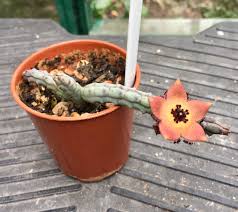 Image result for Tridentea