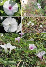 Image result for Ipomoea aquatica