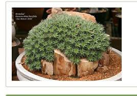 Image result for Geigeria brevifolia