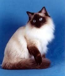 Birman Kittens For Sale Price Birman Breeds Info Temperament Kitten Names Price Ragdoll Cat Cool Cats Siamese Cats