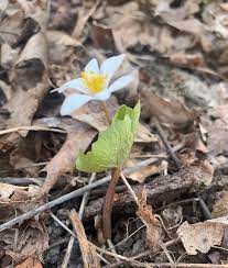 Maybe you would like to learn more about one of these? Photos And Names Of Local Wisconsin Wildflowers