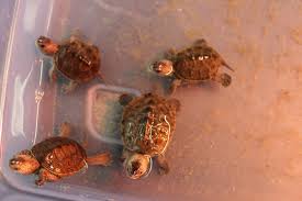 Five new original shows, amazing and inspiring stories. Providing A Safe Haven For Diamondback Terrapins Conserve Wildlife Foundation Of New Jersey