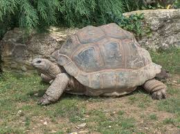 Aldabra giant tortoise - Wikipedia