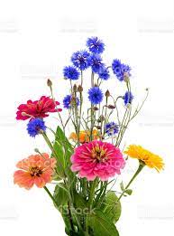 Bouquet Of Different Flowers On A White Background Cornflower Herb Different Flowers Flower Photos Zinnia Bouquet
