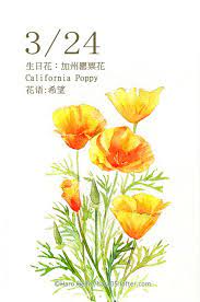每日一花3 24 haru hello aquarelle fleurs carte noel fleurs