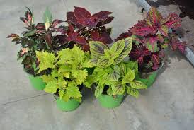 All'interno della sezione singole piante trovi le piante grasse pendenti, sono piante ornamentali, collocate in cesti e panieri che vengono sospesi su mensole e ripiani, o fissati con sostegni al soffitto. Il Coleus E Una Pianta Apprezzata Per Il Colore Delle Sue Foglie Quando Si Parla Di Piante Da Appartamento Che Ha Piante Da Appartamento Piante Fiori Colorati