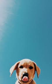 I Love Fluffy Buddy Puppy Backgrounds Dog Wallpaper Cute Dogs