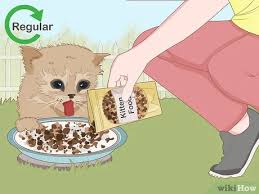 Find a video of kittens meowing and play it on your phone, then place the phone at the back of your box or drop trap. 3 Ways To Catch A Stray Kitten Wikihow