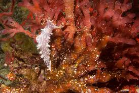 Image result for Tritonia moggii