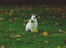 Die wohnung liegt in ruhiger lage im ortsteil maugenhard von. Zwergkaninchen Alles Zur Haltung Anschaffung Zooroyal Magazin