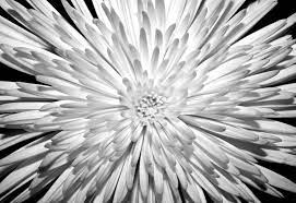 11 Refreshing Desktop Backgrounds To Celebrate Springtime Desktop Background Nature Desktop Background Pictures Background Pictures