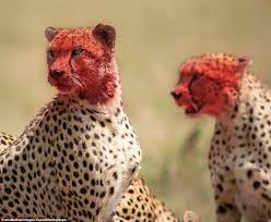 Other facilities may require additional screenings that require anesthesia. Cheetahs Faces Are Covered In Gore After Feasting On A Kill Daily Mail Online