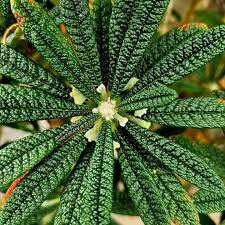 Image result for Dorstenia psilurus