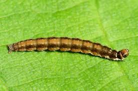 Image result for Ericinella