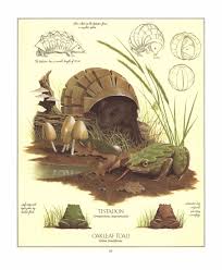 Dougal Dixon After Man A Zoology Of The Future Pdf Fantasy Creatures Art Fantasy Creatures Weird Creatures